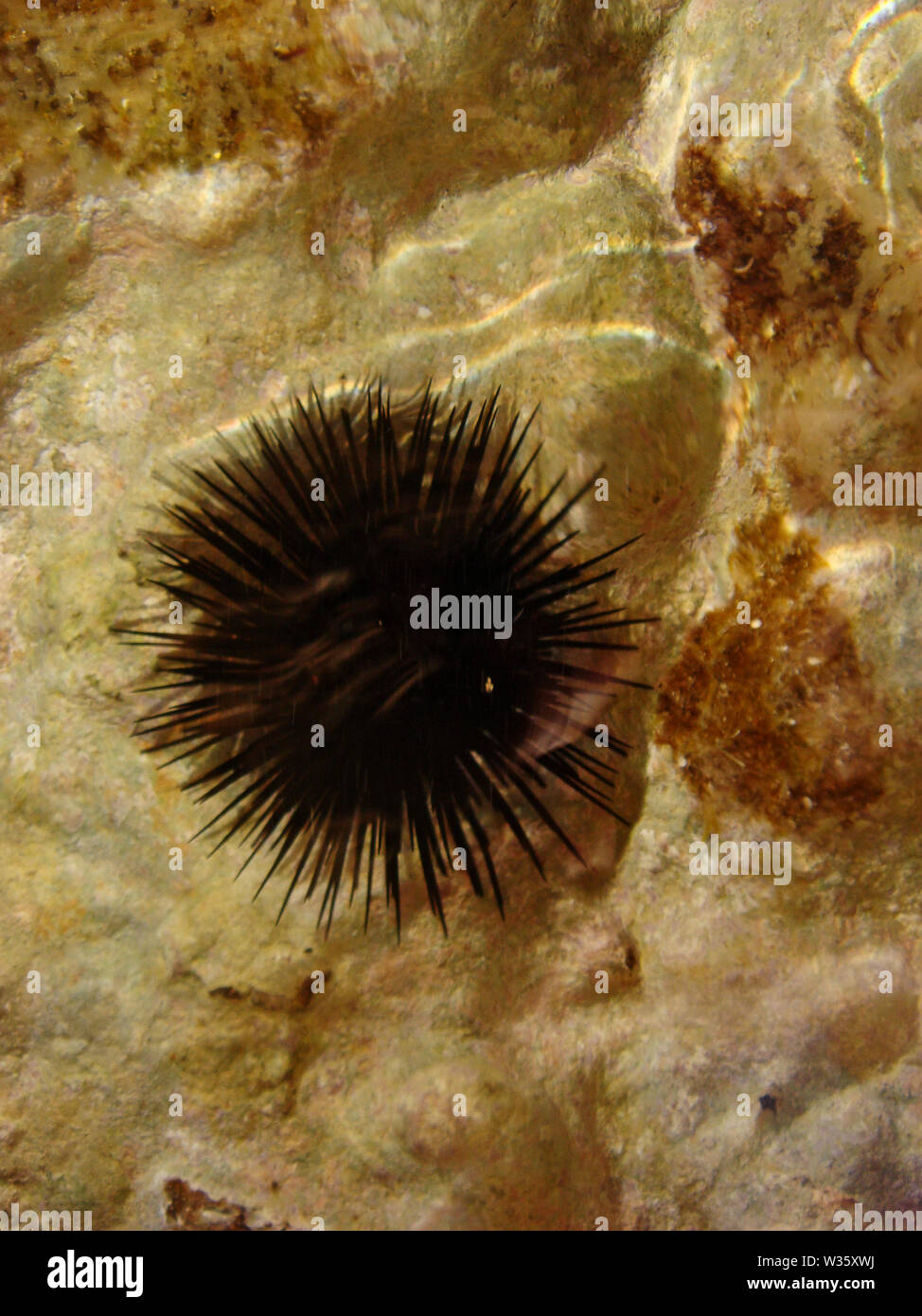 Sea urchin macro background fine art prints Stock Photo