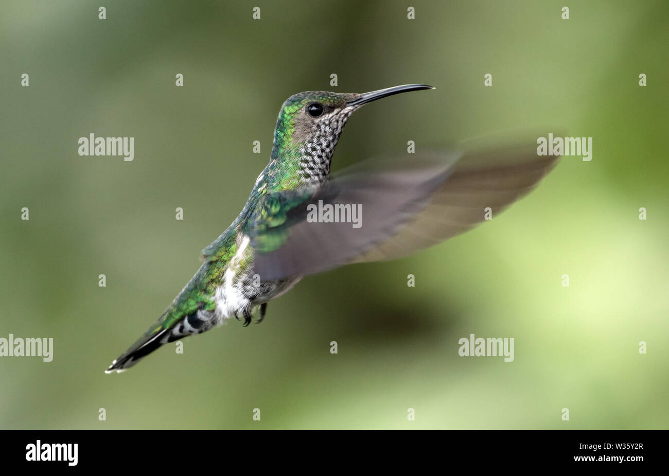 Closeup of White-necked Jacobin hummingbird in flight,Ecuador.Scientific name of this bird is Florisuga mellivora. Range from Mexico to Brazil Stock Photo