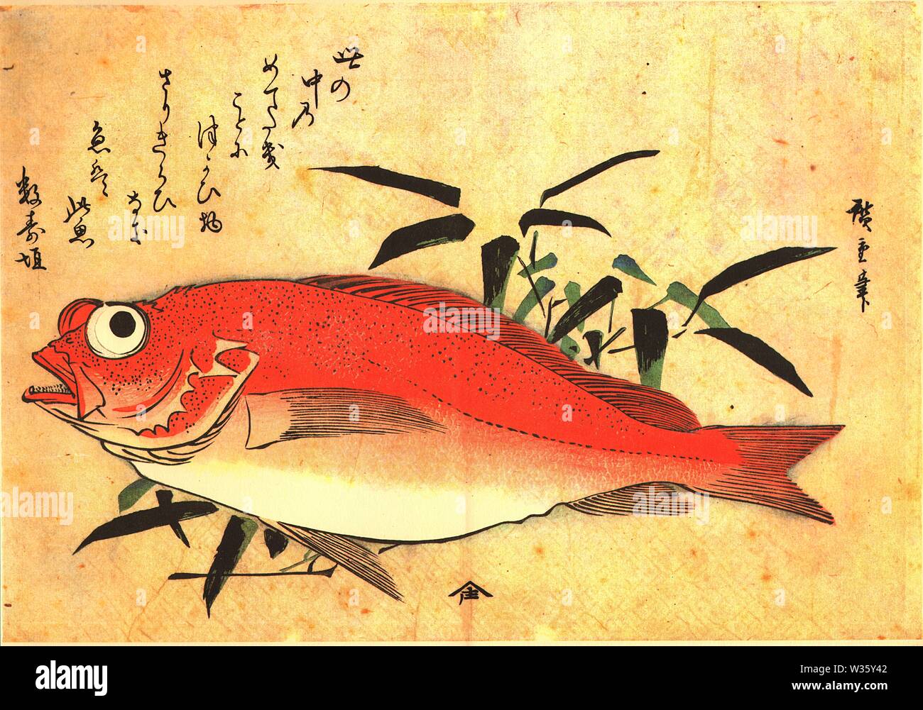 Akodai Akoudai 赤魚鯛 (Rose Fish, Red Rockfish) Utagawa Hiroshige Japanese woodblock print from