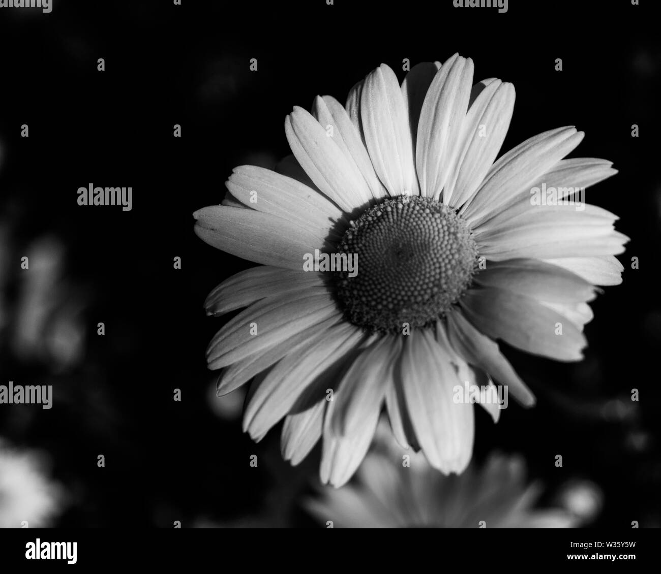 Blooming flowers daisies Black and White Stock Photos & Images - Alamy