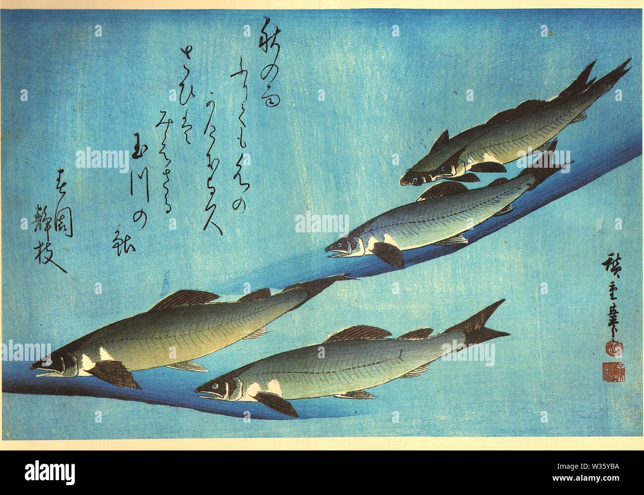 Ayu or Ai 鮎, 香魚 (sweetfish) Utagawa Hiroshige Japanese woodblock print from the series Uozukushi (Every Variety of Fish) circa 1830s or 40s Stock Photo