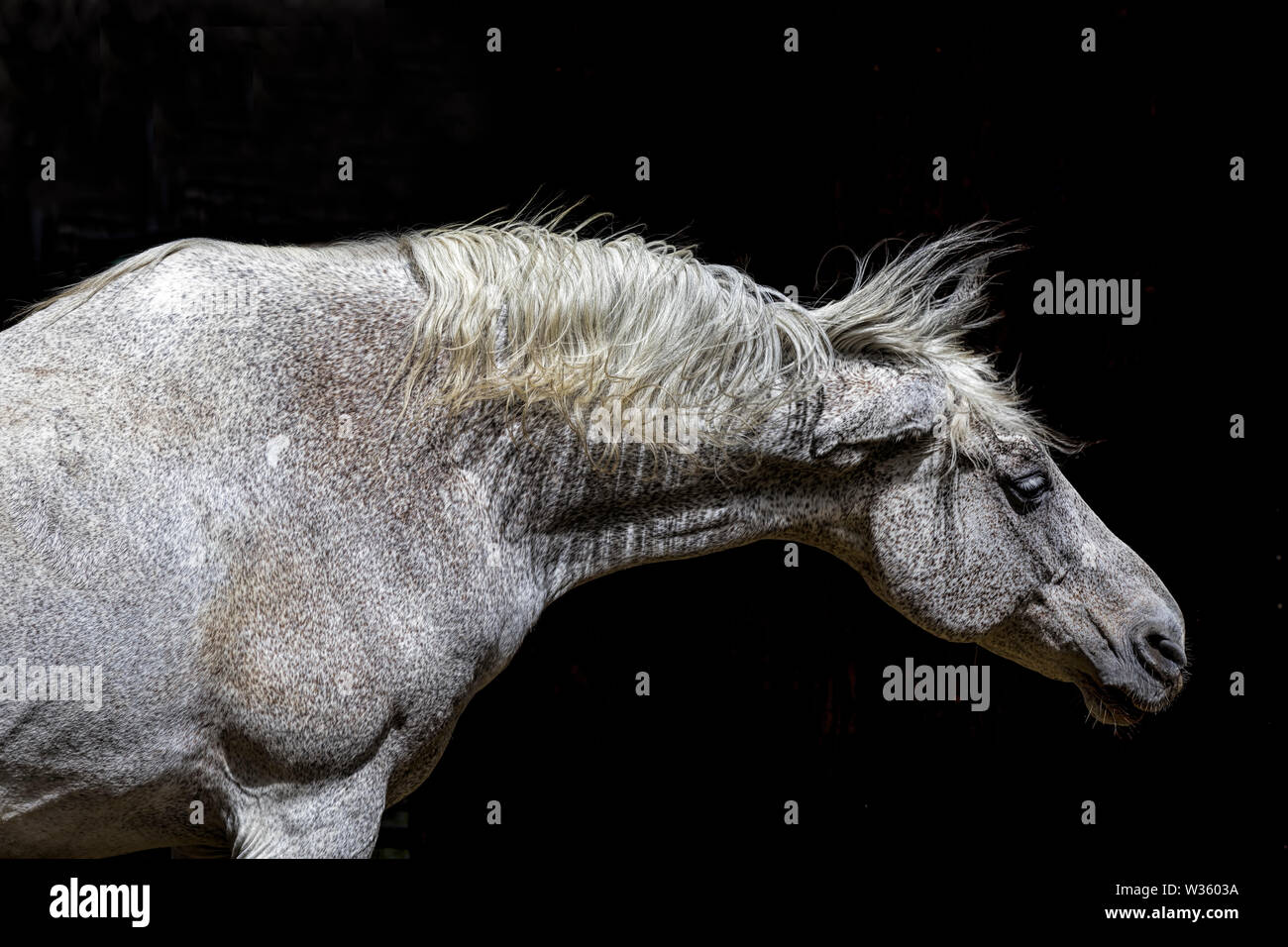 A close up photo of a pretty white horse shaking by a stable in Athol, Idaho. Stock Photo
