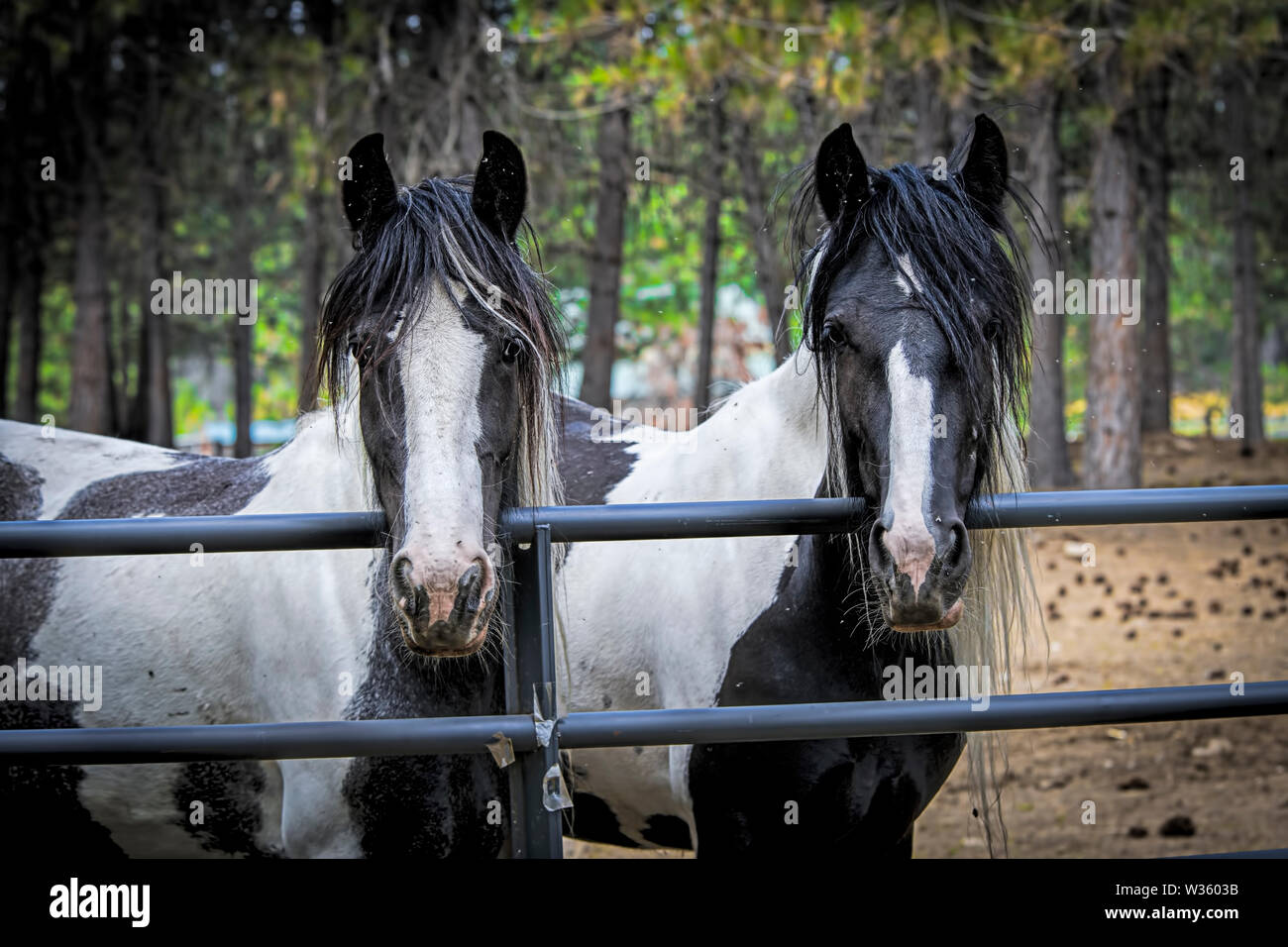 Two large draft horses stand at the fence looking at the camera near Athol, Idaho. Stock Photo