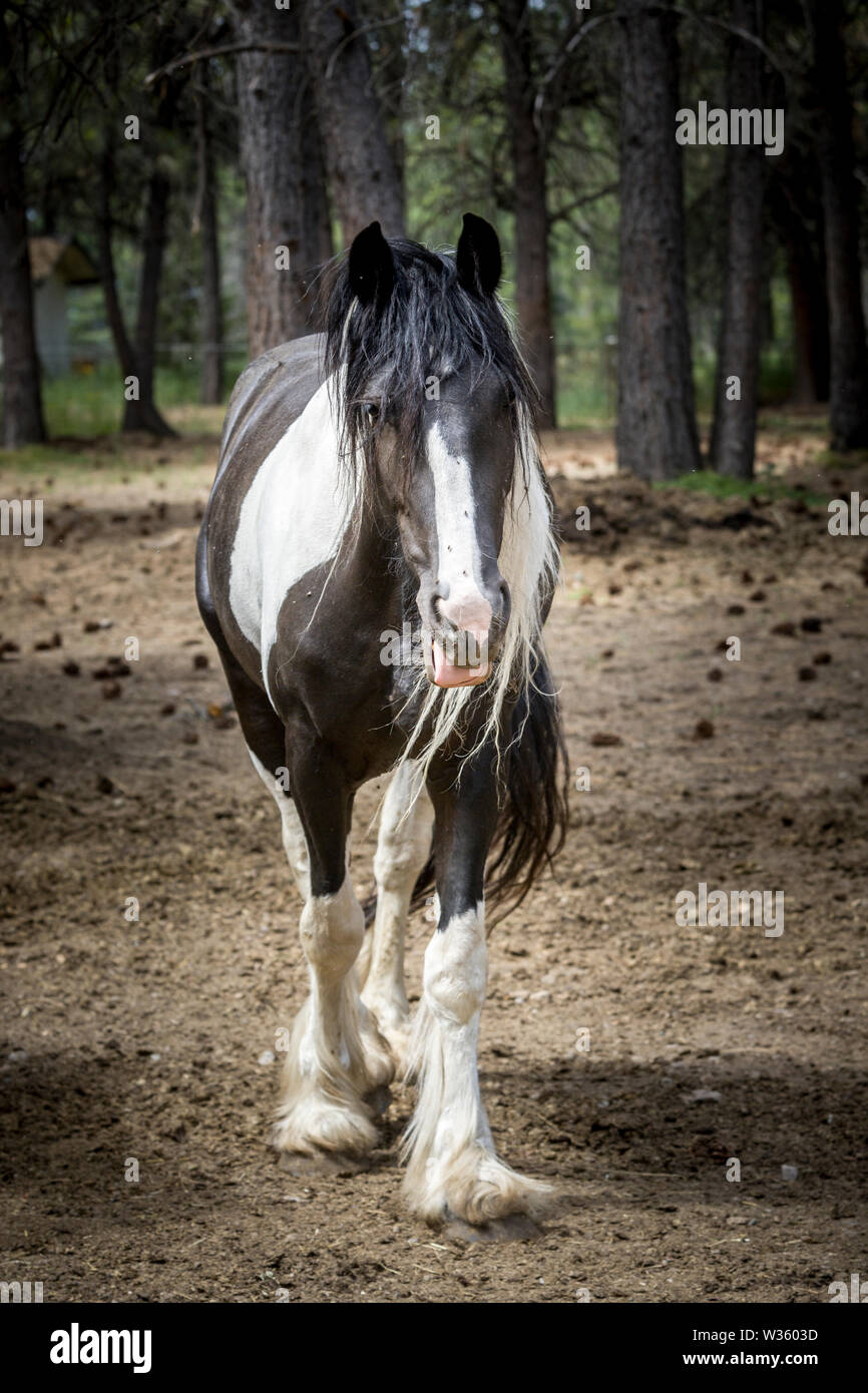 A large black and white draft horse stands in a field in Athol, Idaho. Stock Photo