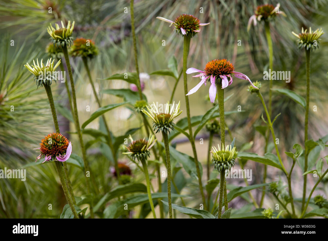 Purple coneflowers in various stages in a garden near Athol, Idaho. Stock Photo