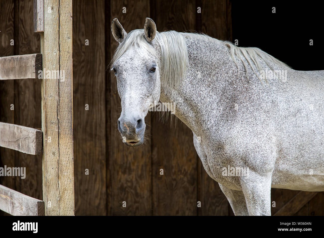 A close up photo of a pretty white horse by a stable in Athol, Idaho. Stock Photo
