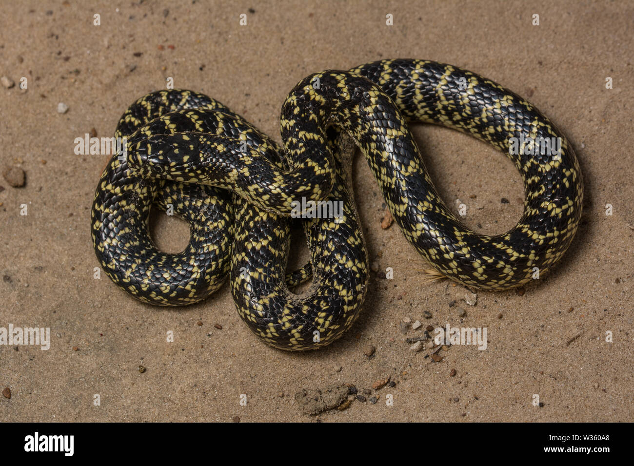 Speckled Kingsnake (Lampropeltis holbrooki) from Otero County, Colorado ...