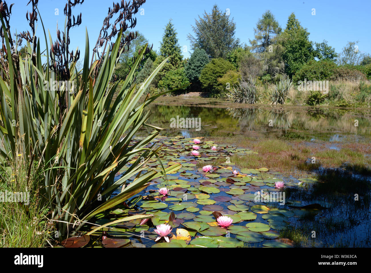 landscape of water lilies growing on a pond Stock Photo