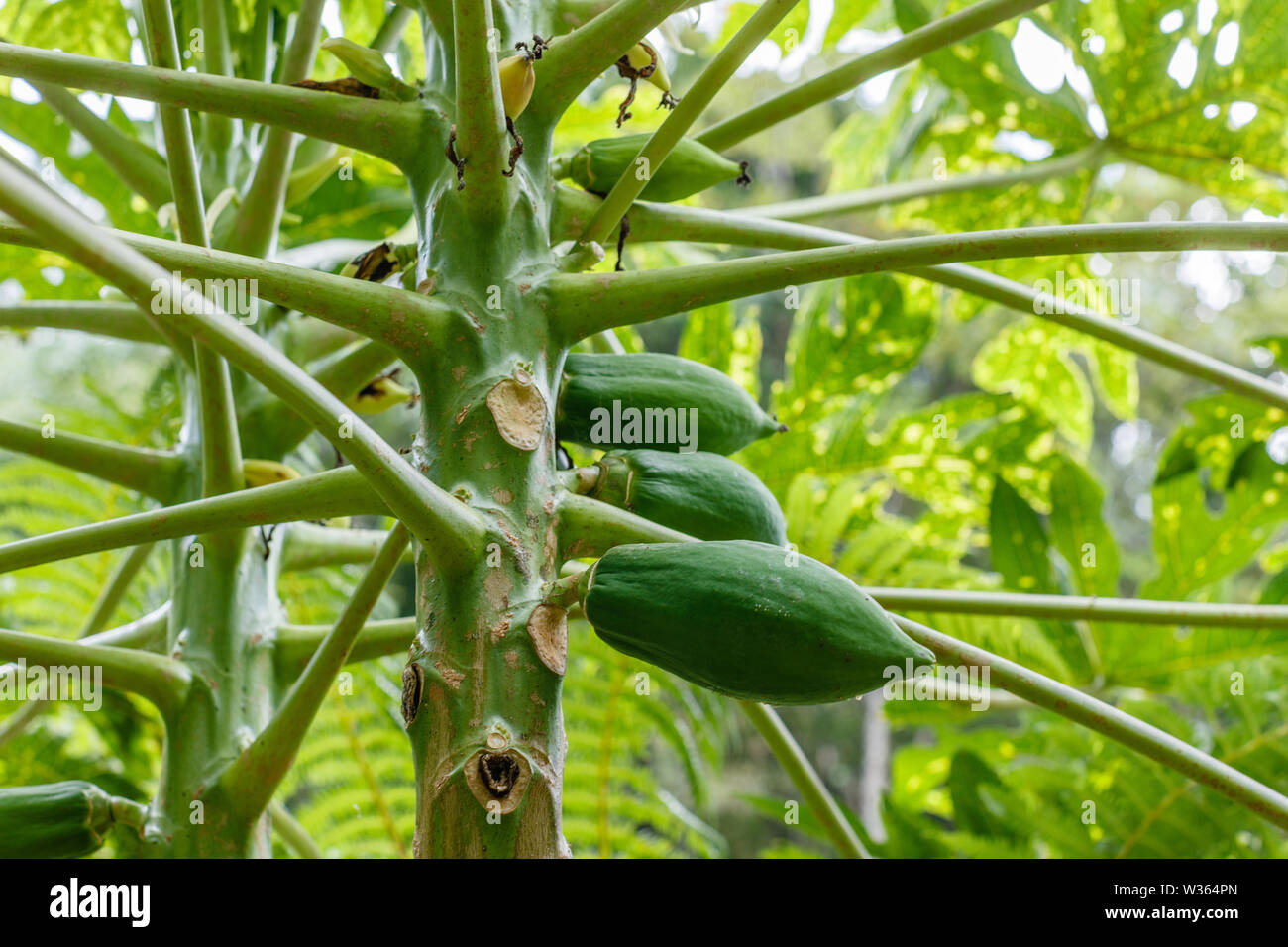 Papaya tree with young fruit. Bali, Indonesia Stock Photo Alamy