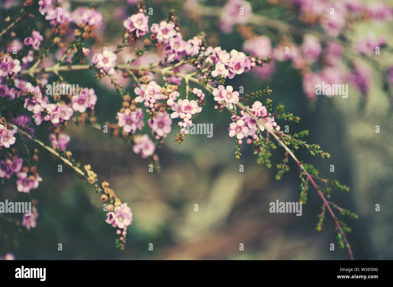 Delicate purple flowers of the Australian native shrub Thryptomene denticulata, family Myrtaceae. Endemic to Western Australia. Winter and spring flow Stock Photo