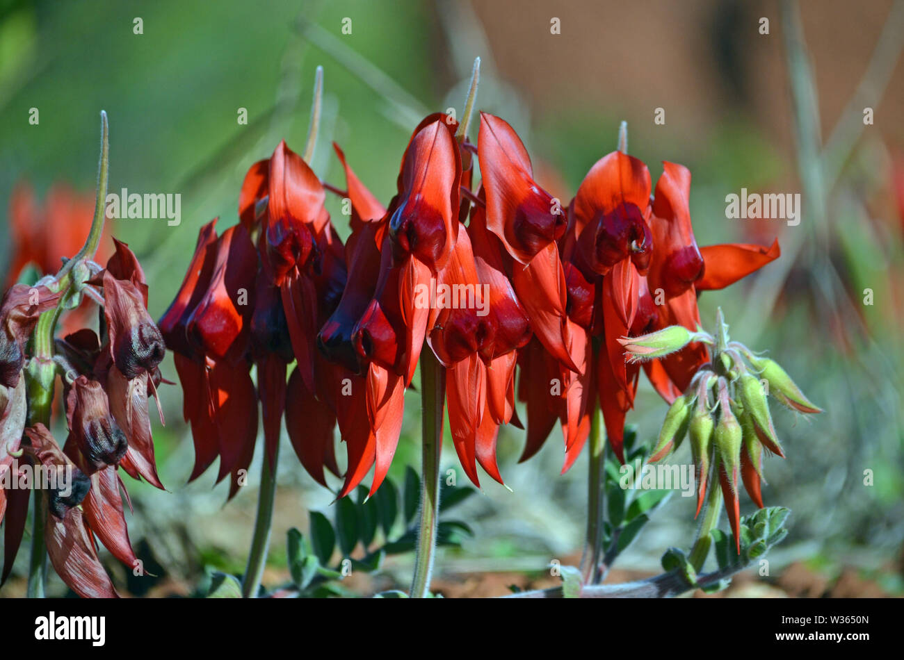 Australian native Sturts Desert Pea flowers, Swainsona formosa, family Fabaceae. Floral emblem of South Australia Stock Photo