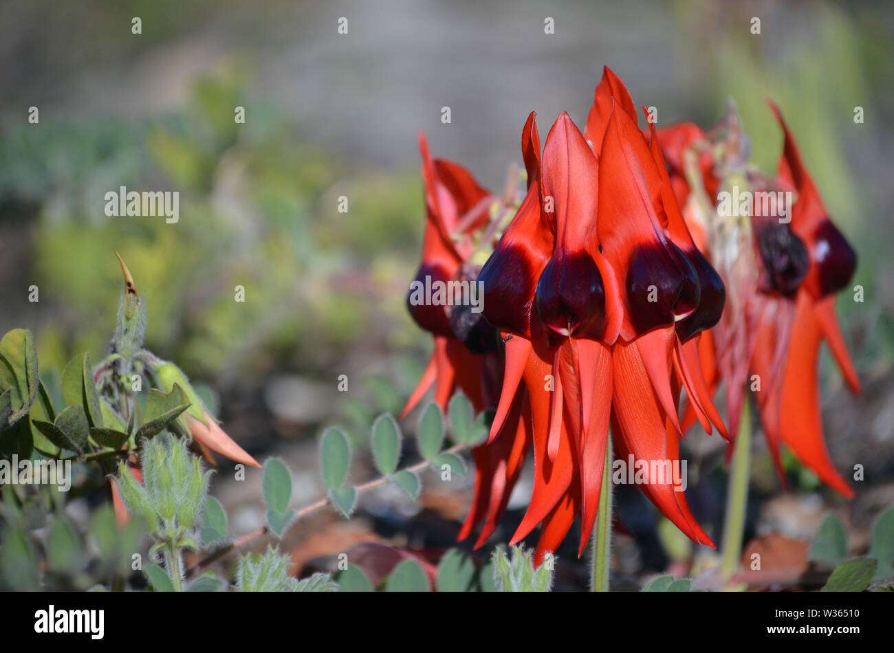 Australian native Sturts Desert Pea flowers, Swainsona formosa, family Fabaceae. Floral emblem of South Australia. Stock Photo