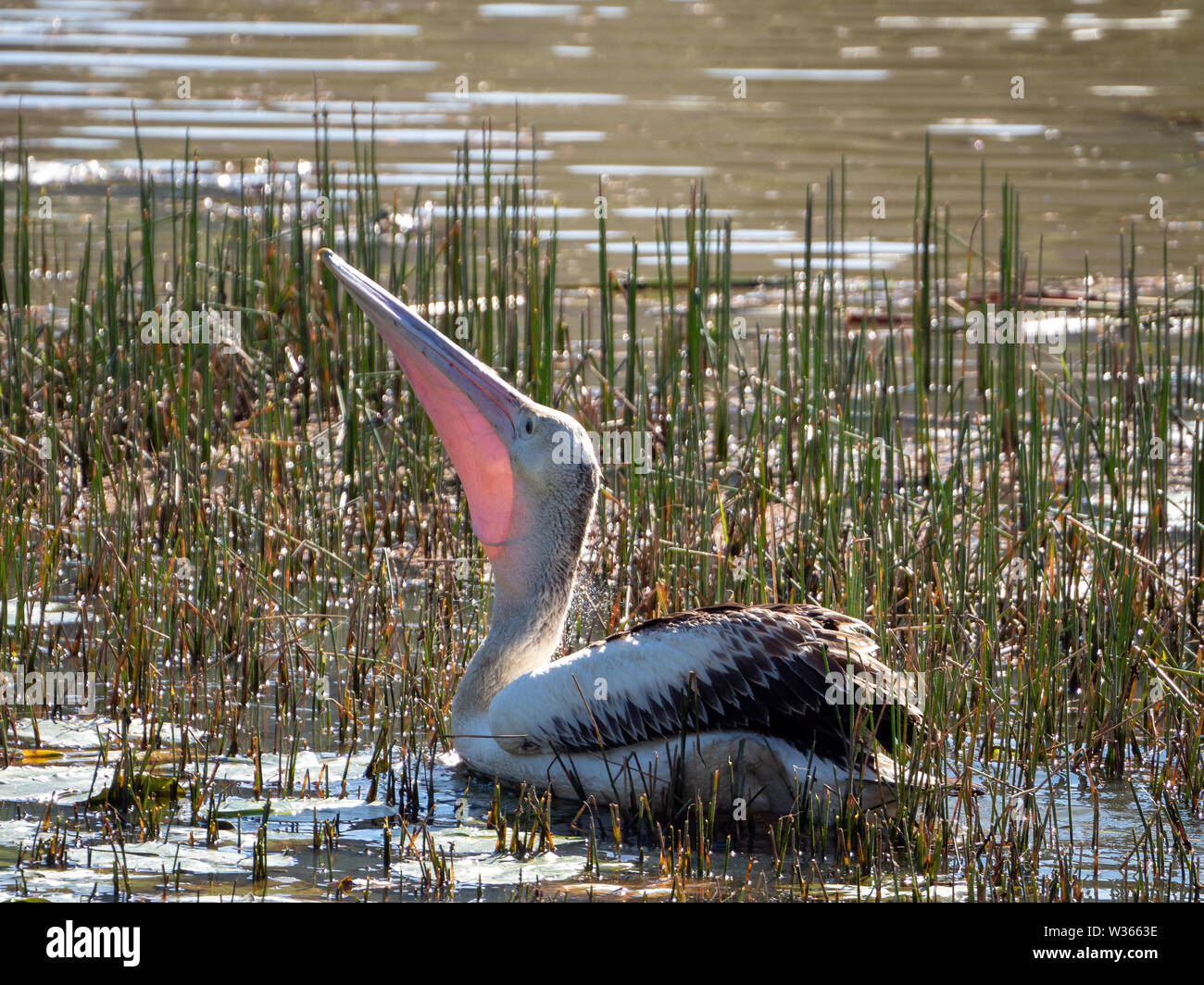 Bird. A large Australian Pelican on the water amongst some reeds, swallowing some food, sunlight from behind lighting up its pink throat pouch Stock Photo