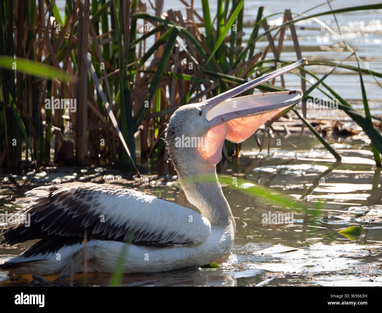 Bird. A large Australian Pelican on the water amongst some reeds, swallowing some food, mouth open, sunlight lighting up its pink throat pouch Stock Photo