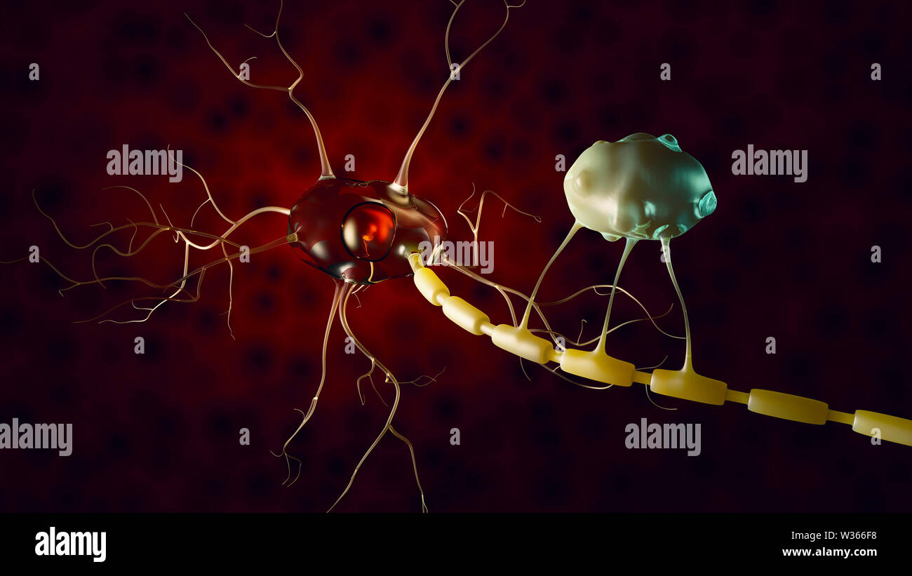 Illustration Of Neuron Anatomy Vector Infographic Stock Neuron Anatomy