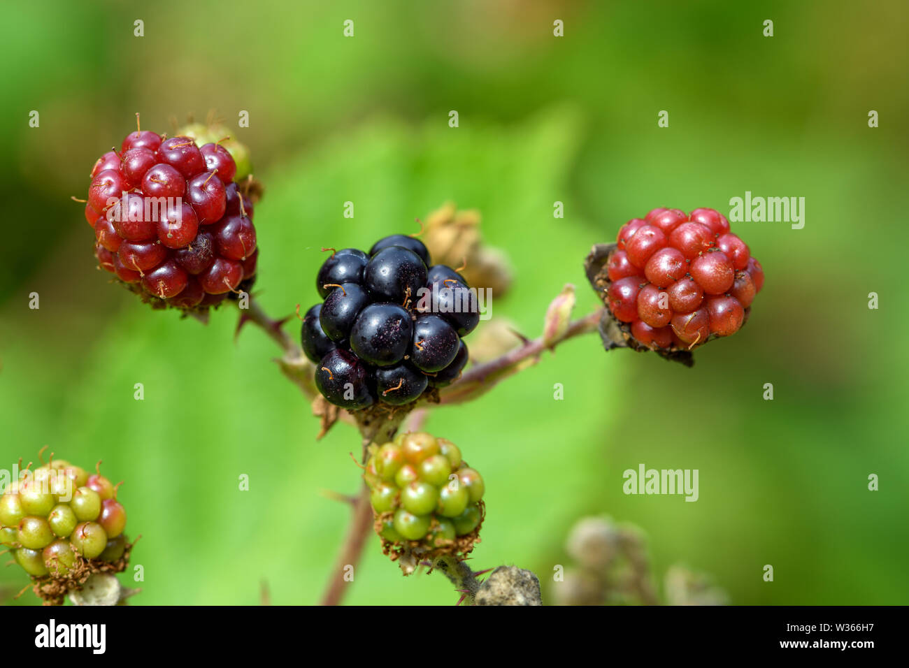 Under Ripe Blackerry Ripe phase hi-res stock photography and images - Alamy