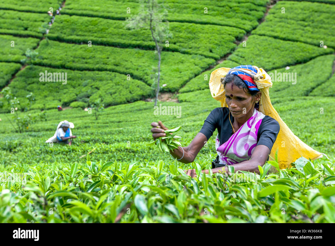 A tea picker plucks leaves from a plantation bush at Maskeliya in the Central Province of Sri Lanka in the early morning. Stock Photo