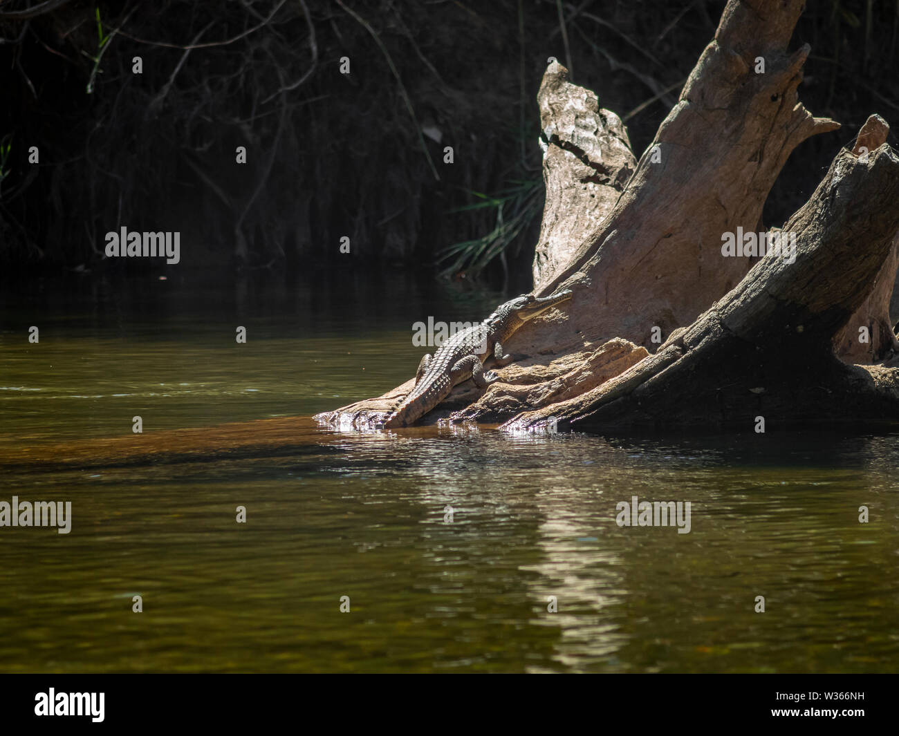 crocodile is sun bathing on a trunk of tree in a river Stock Photo