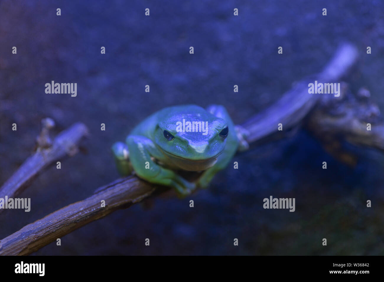 Polypedates dennysii. Green giant copepod, frog sitting on a branch at night in a dark terrarium. Blue tinted aquarium Stock Photo