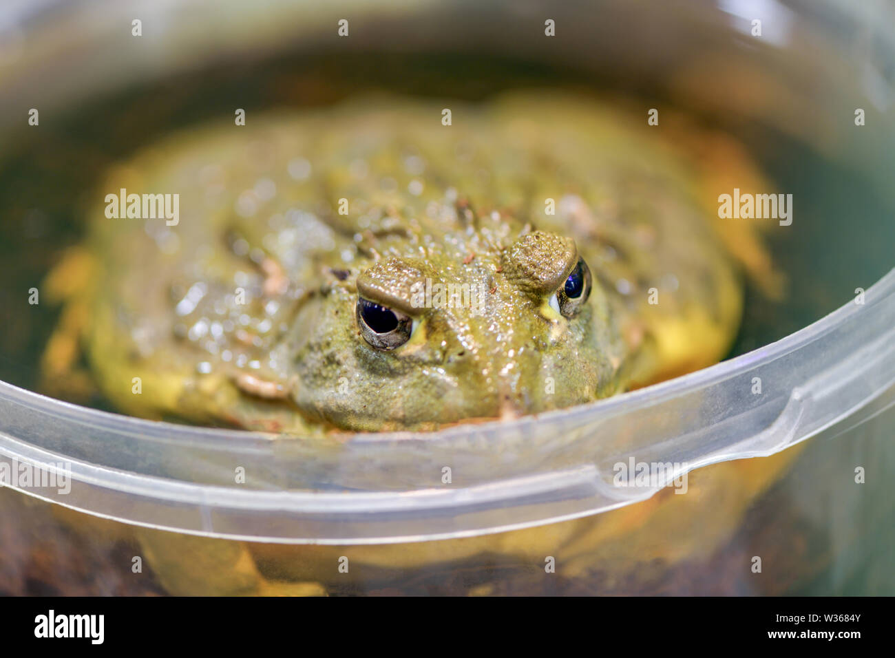 Pyxicephalus adspersus. African giant bullfrog. The green frog is a water-plant, digging frog sitting in a plastic bucket close - up in a terrarium. Stock Photo