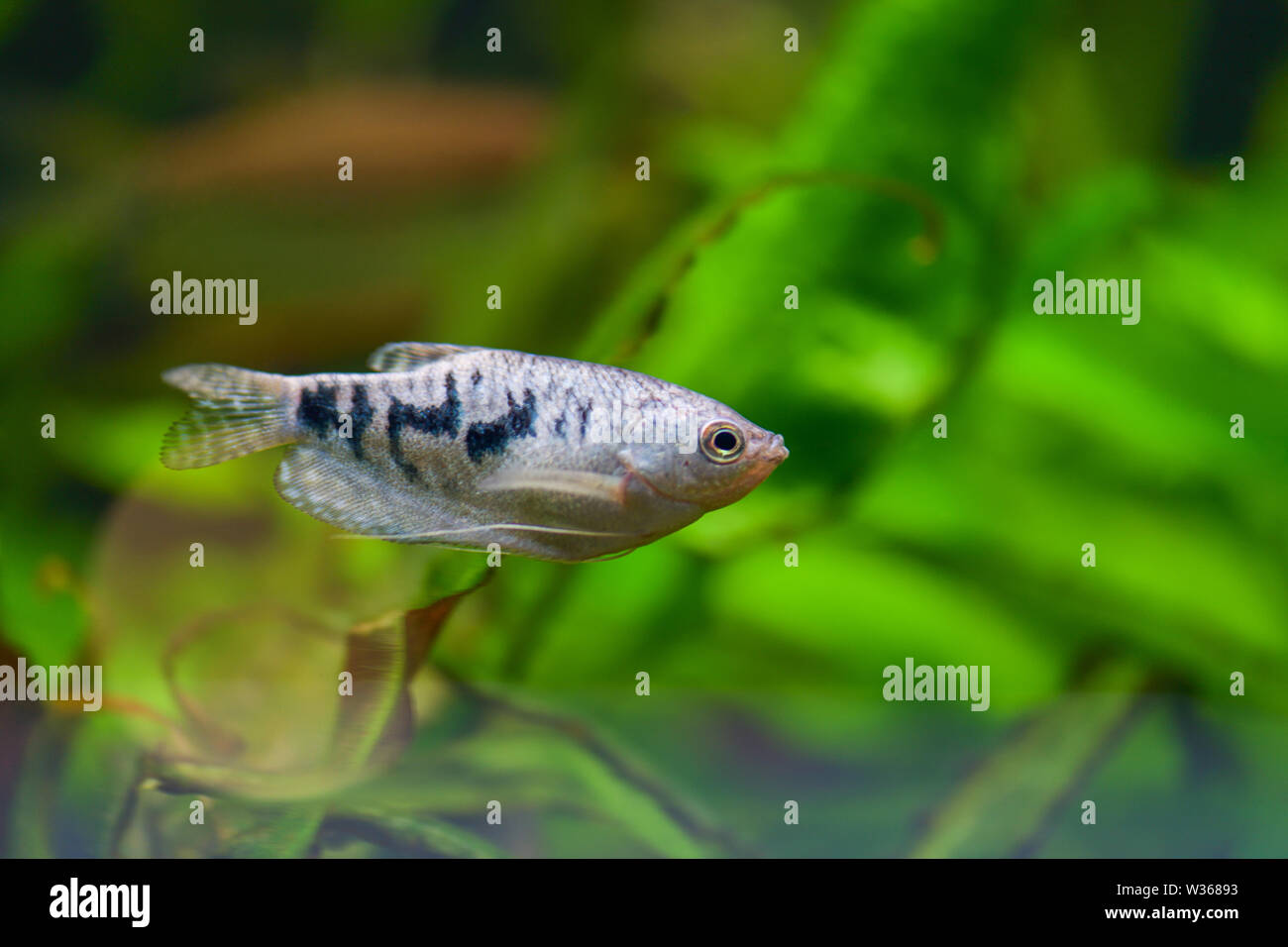 Trichogaster. Gurami fish. A blue fish gurami swims in a clear pond among green algae plants Stock Photo