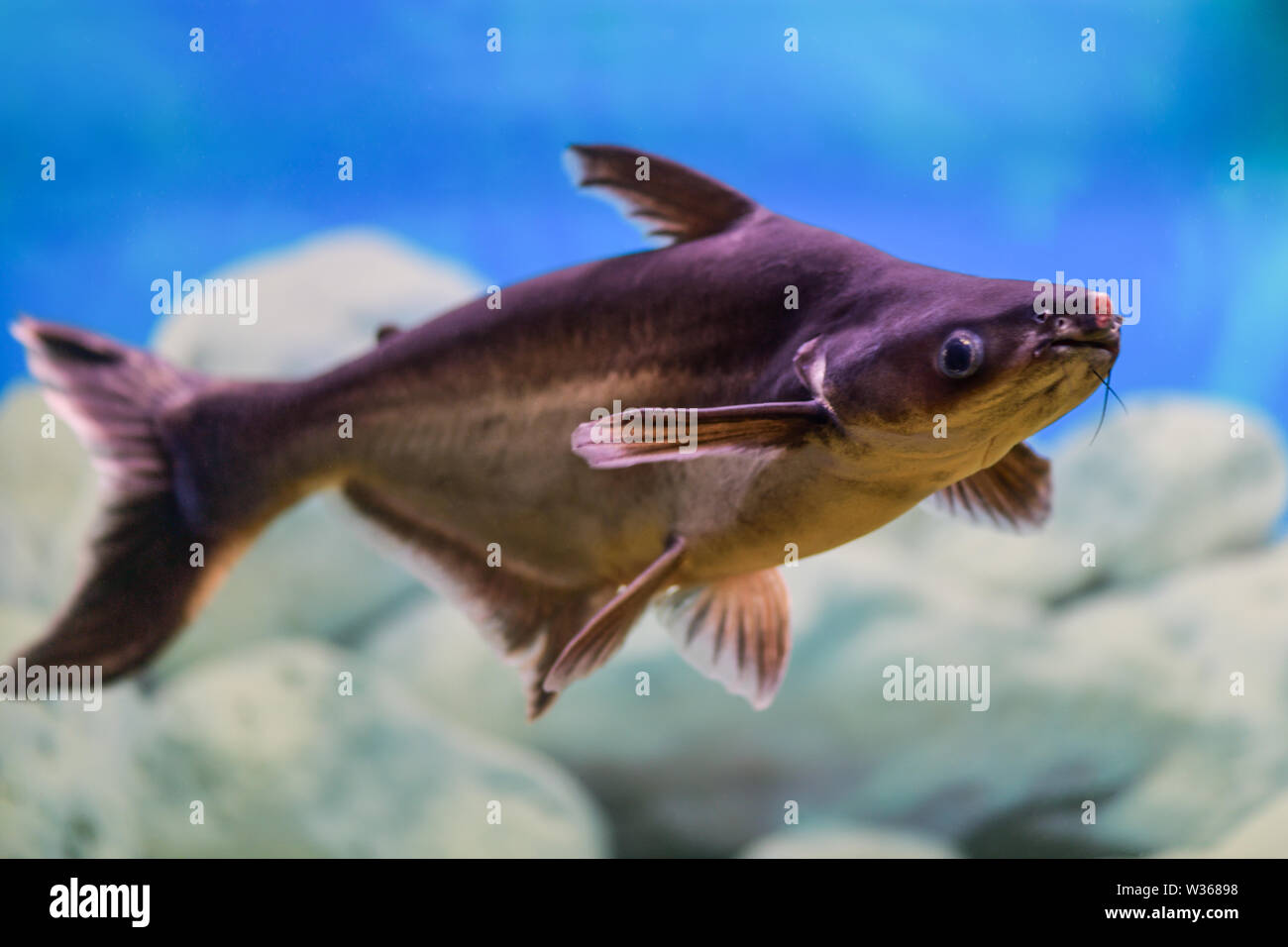 Pangasianodon hypophthalmus. Pangasius fish swims in a transparent aquarium on a blue and white background with a wound on the nose Stock Photo