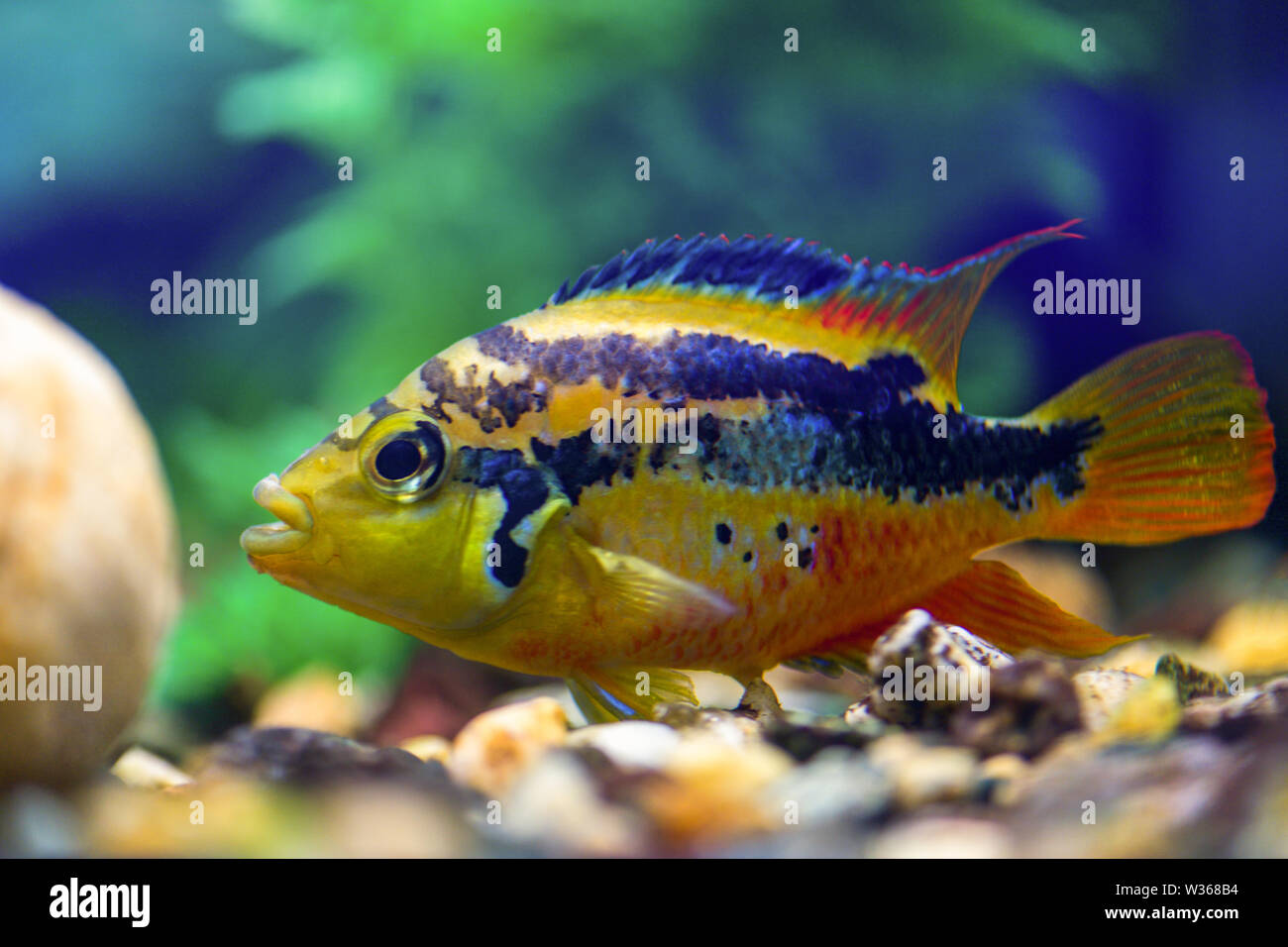 Cichlasoma Salvini swims in the clear beautiful aquarium Stock Photo