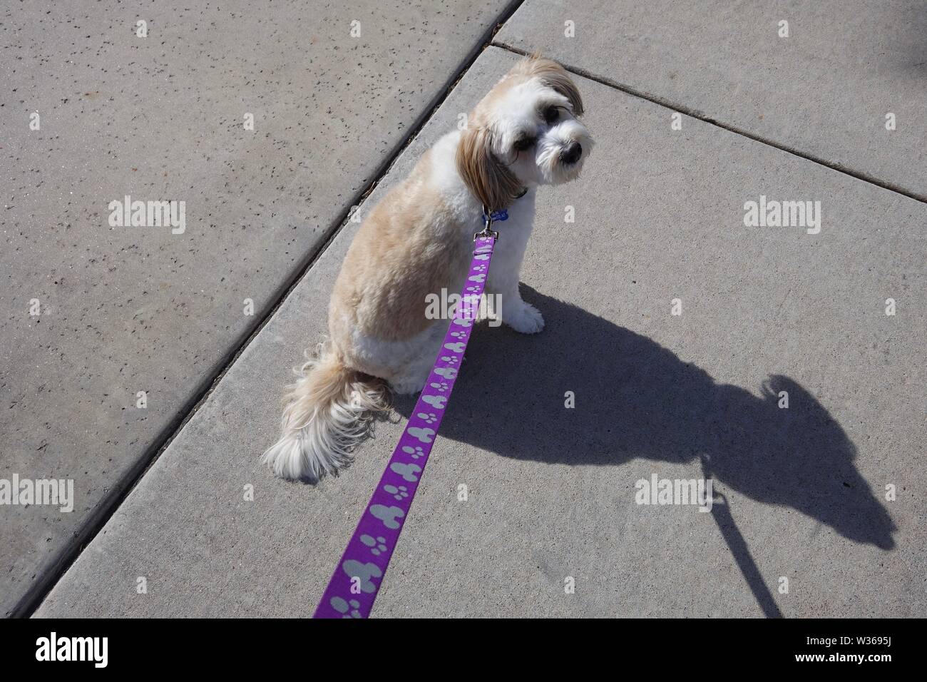 A dog looks back while going for a walk. Stock Photo