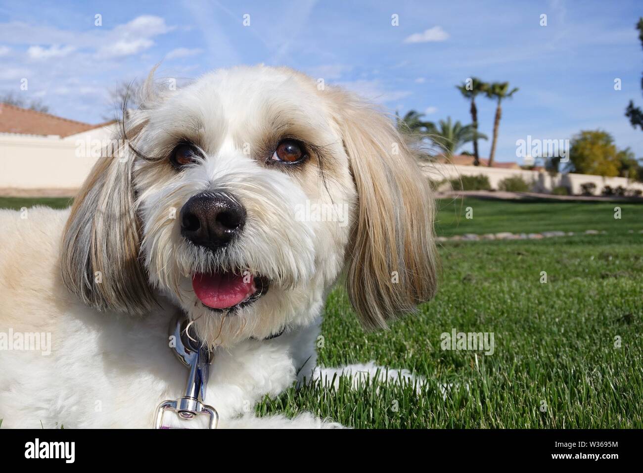 A dog looks away while going for a walk. Stock Photo