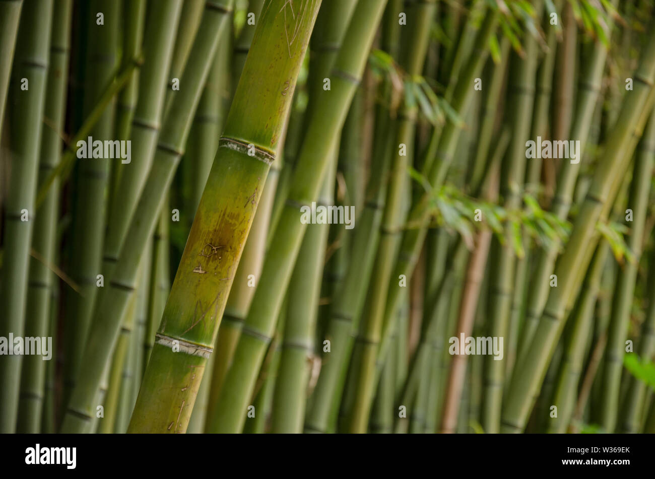 Bamboo strains. Straight, cylindrical, up to 25 m high, very resistant, being used as construction material. The stems of the larger bamboo are empty Stock Photo