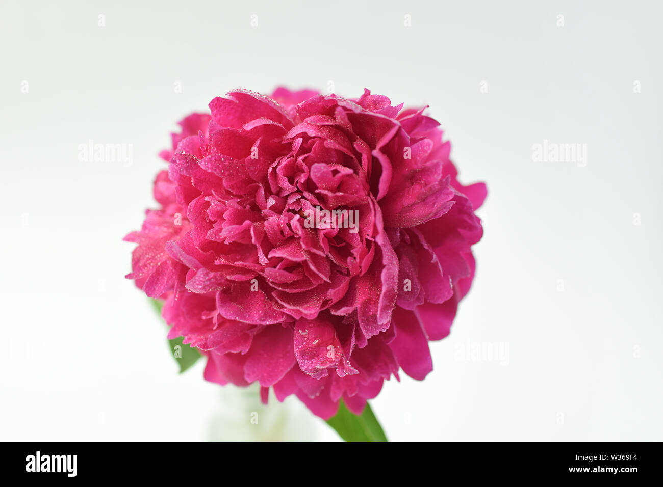 Red Peony Flower In A Glass Vase On A White Isolated Background