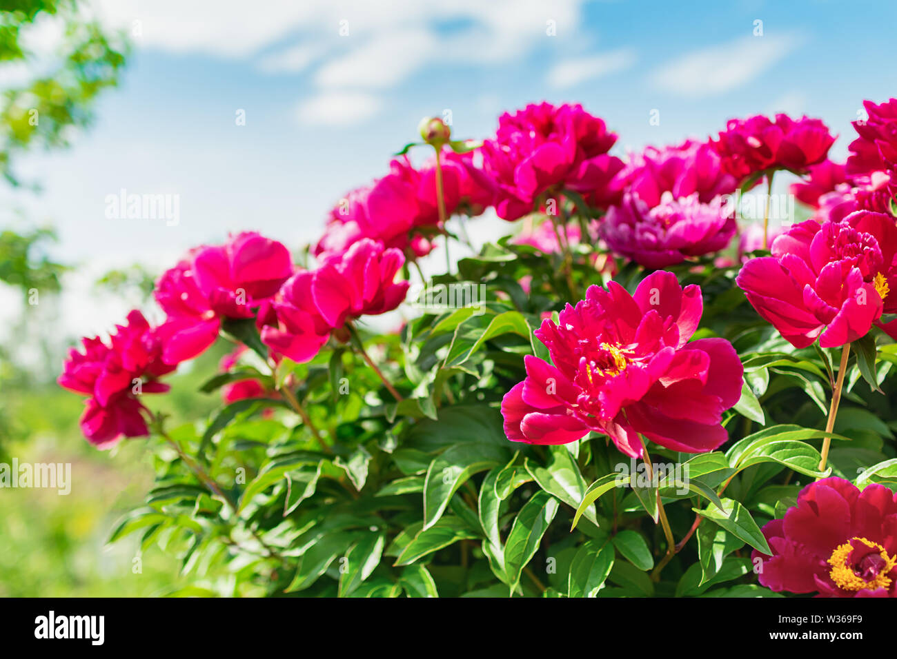 Pink peonies bush in the garden against the blue sky. Fresh flowers ...