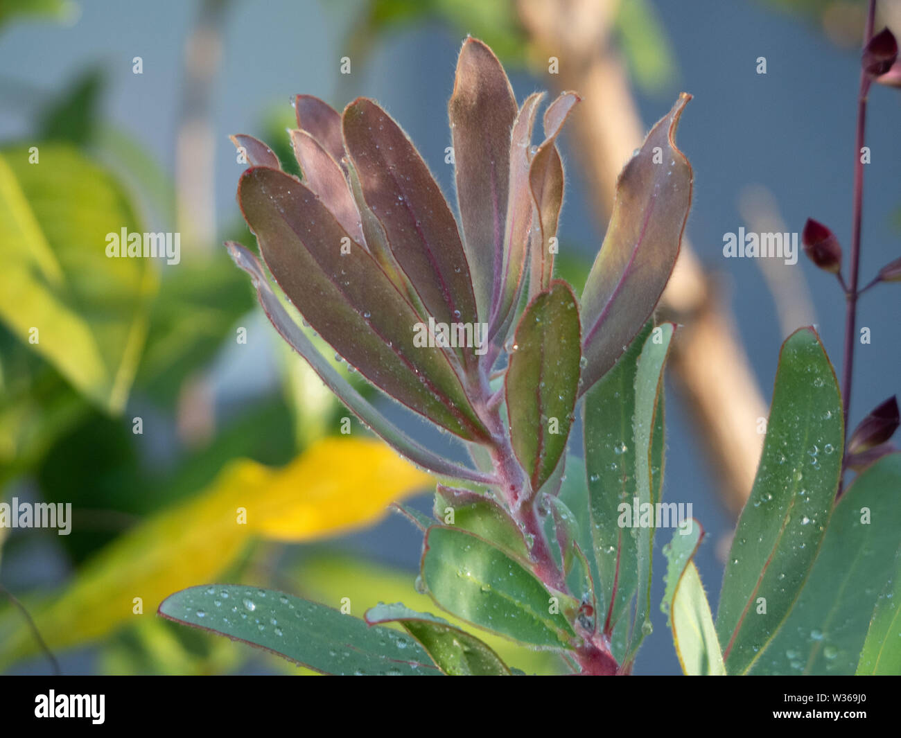 Protea plant leaves Stock Photo Alamy