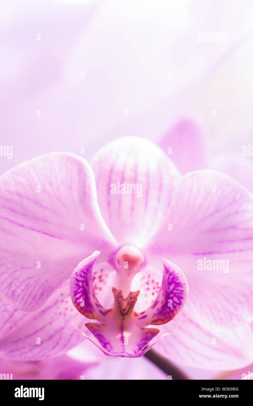 A flower of a magnificent pink orchid close up. Selective focus. Vertical frame. Fresh flowers natural background macro. Stock Photo
