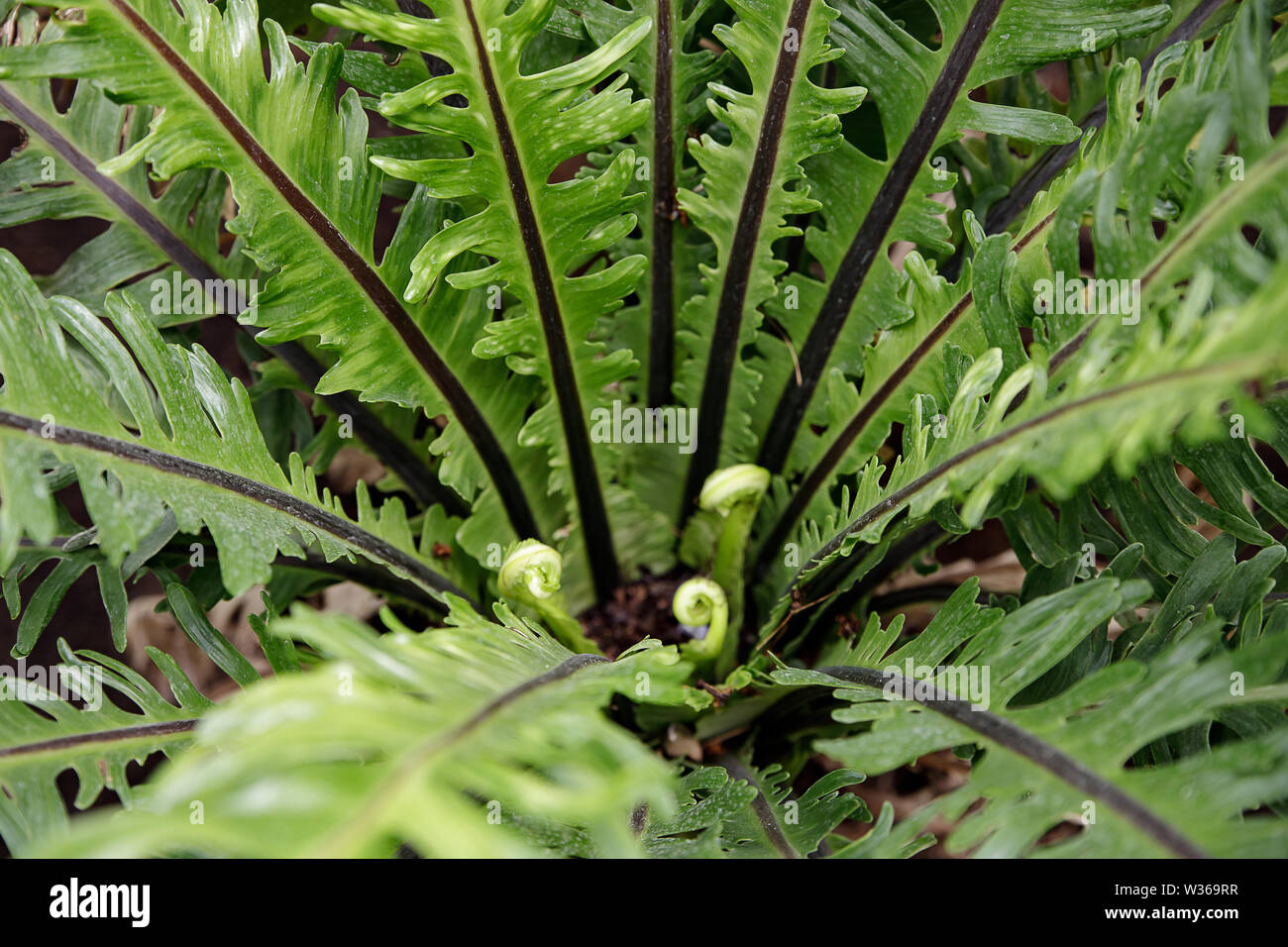 macro Photo of green fern petals. Garden ornamental fern- Nephrolepis ...