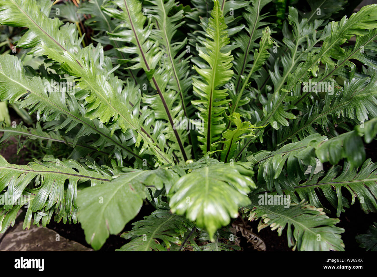 macro Photo of green fern petals. Garden ornamental fern- Nephrolepis ...
