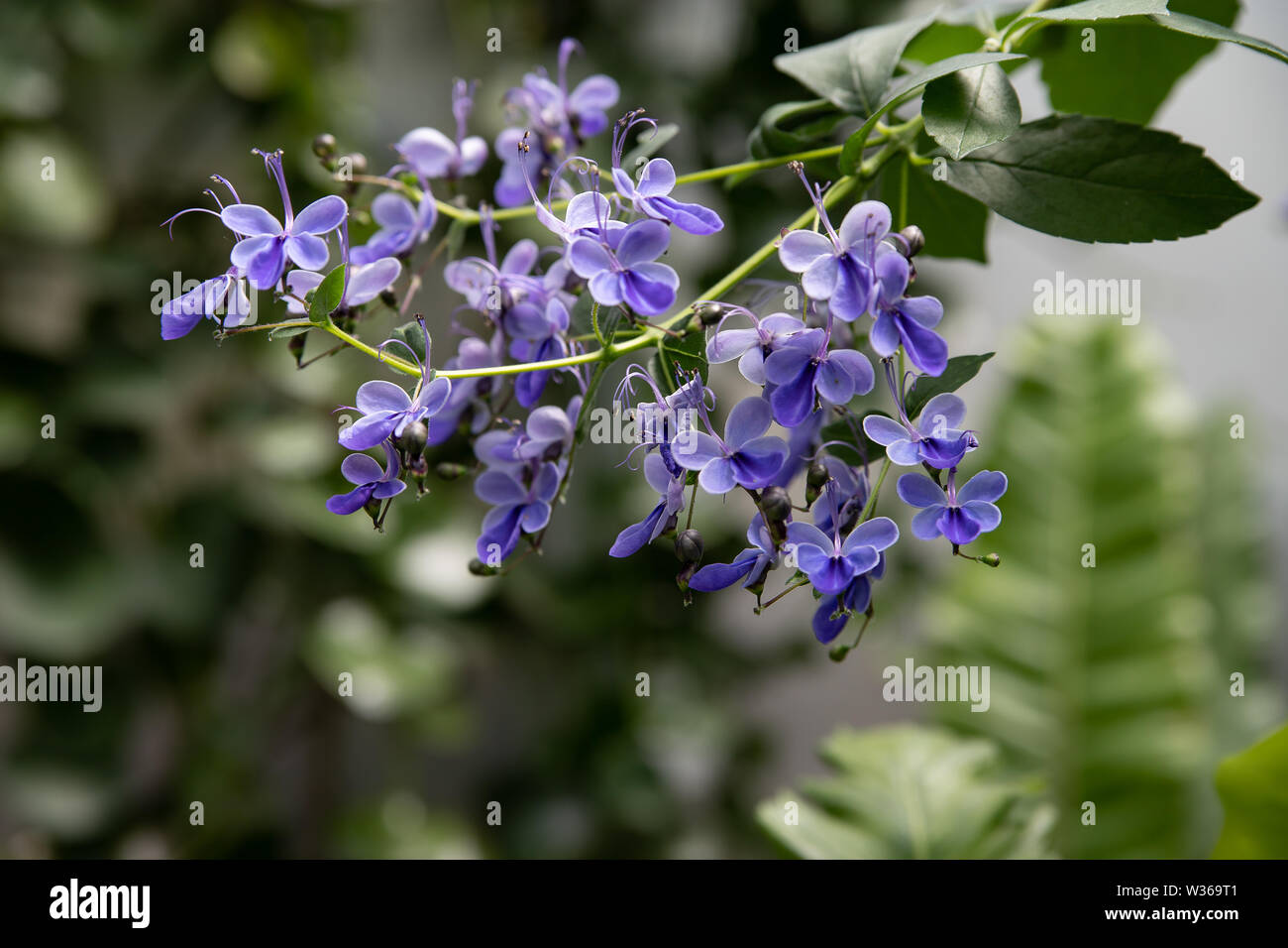 Blue Butterfly Bush flower or Blue Glorybower, Blue Wings. Its Latin name is Clerodendrum Ugandense Syn Rotheca Myricoides , native to Uganda and Zimb Stock Photo