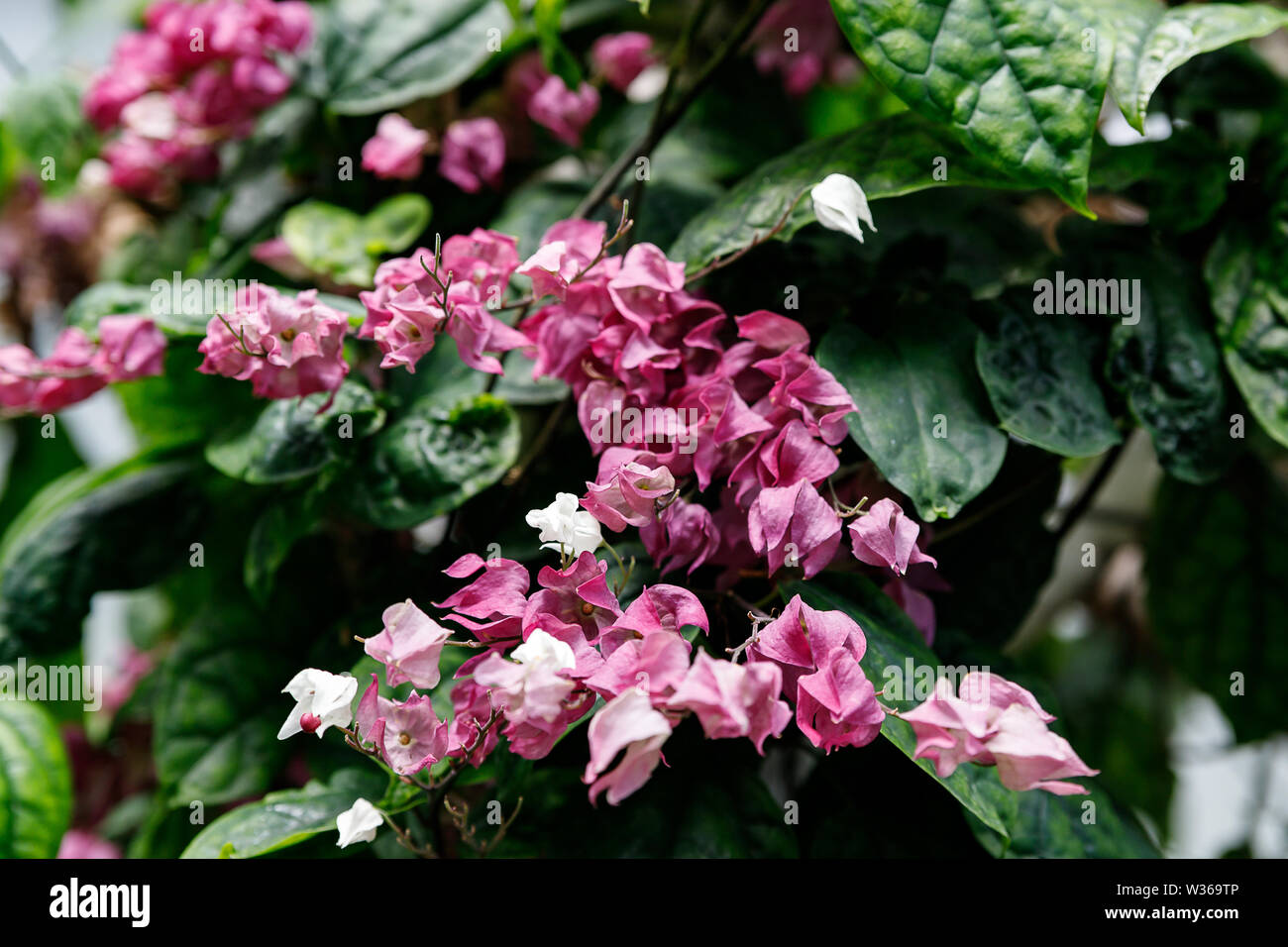 Pink flower of bleeding heart vine, also called bleeding glory-bower in Africa. Clerodendrum thomsoniae is a species of flowering plant in the genus C Stock Photo