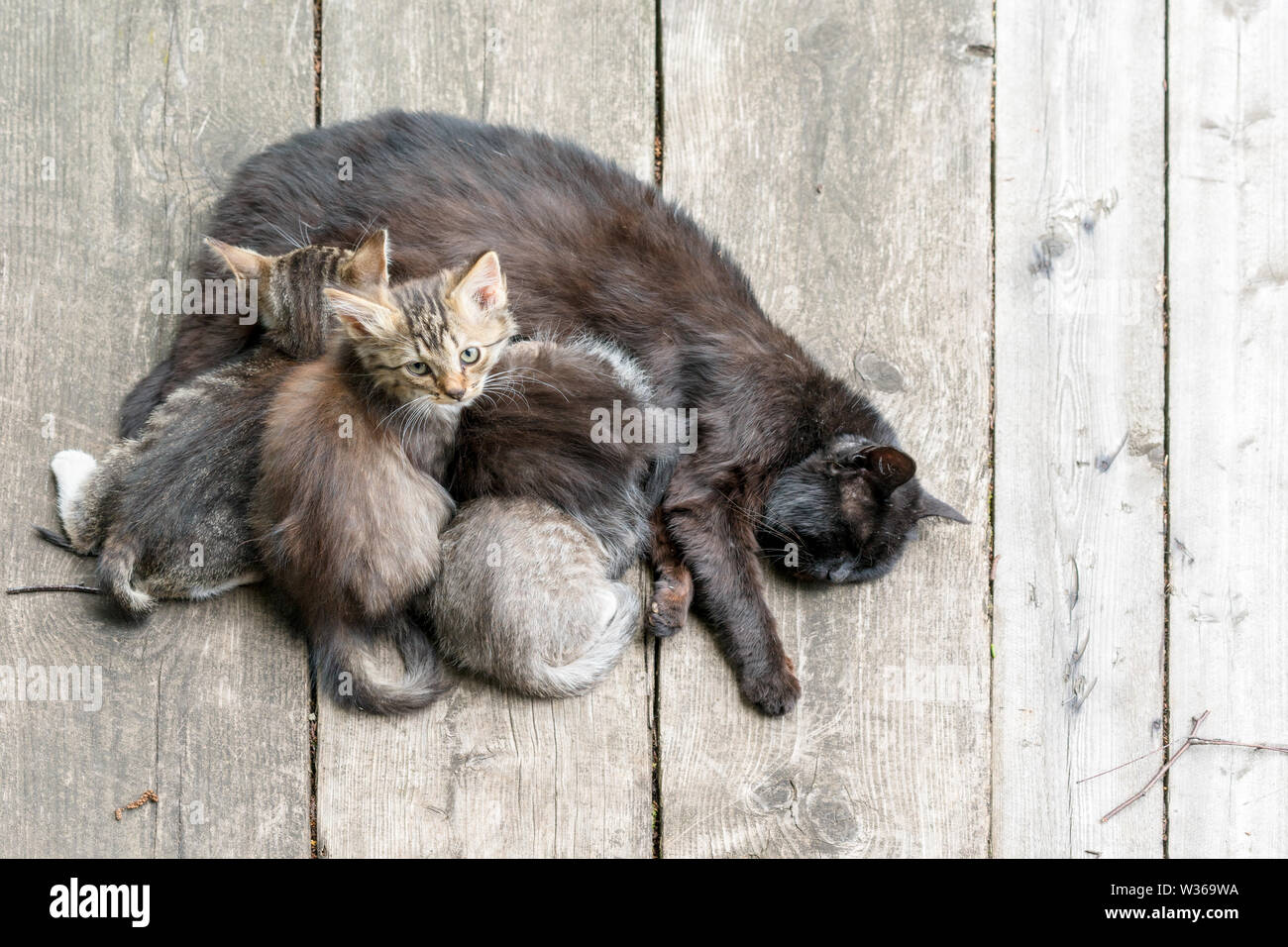 The cat feeds her milk on young kittens. Cat nursing her little kittens