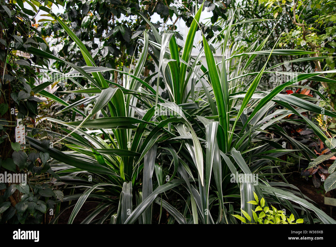 Garden foliage plant- Dracaena Deremensis - Warneckeii. Common name - Striped Dracaena, Dragon tree, Janet Craig. Family Asparagaceae. Stock Photo