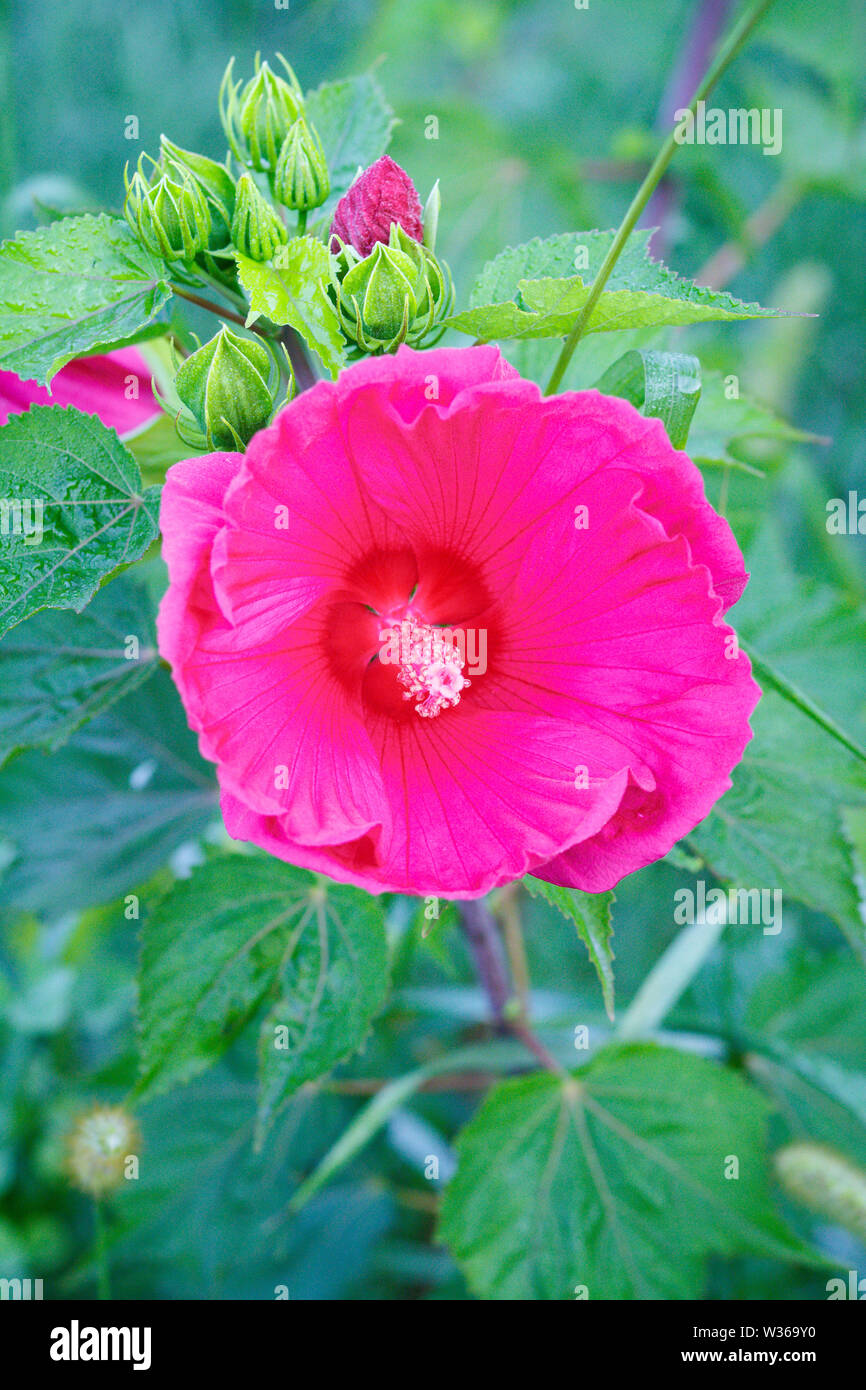 Bright pink hollyhock flower in the garden. Mallow flowers. Shallow depth of field. Selective focus on the flower.. Stock Photo