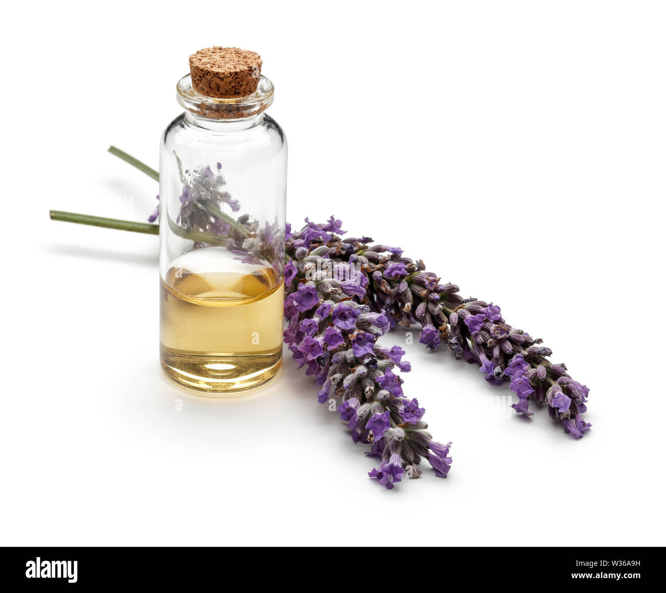 Fresh lavender and a bottle of lavender oil isolated on white background Stock Photo