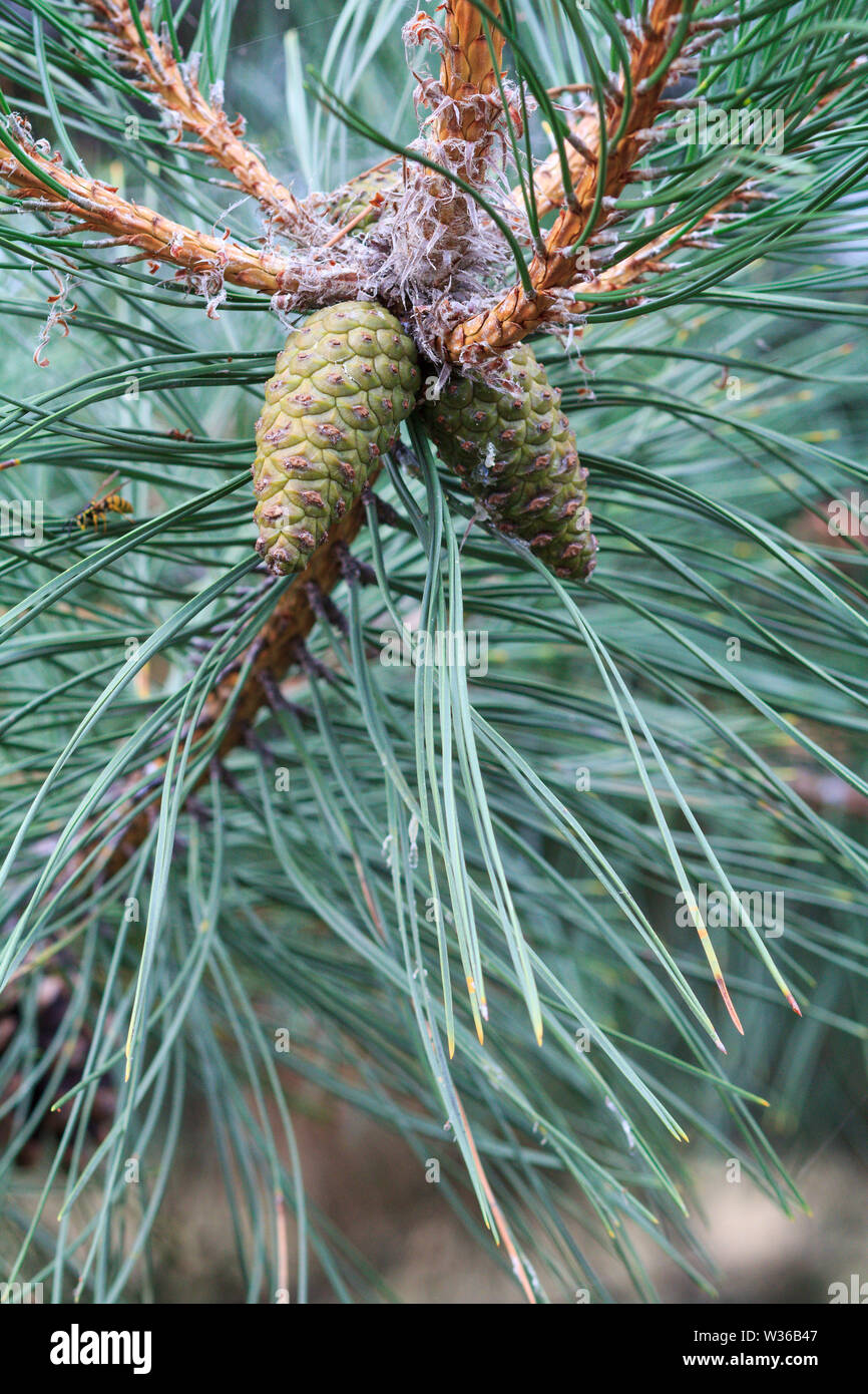 Close-up branch of pine tree with cones in a forest with blurred ...