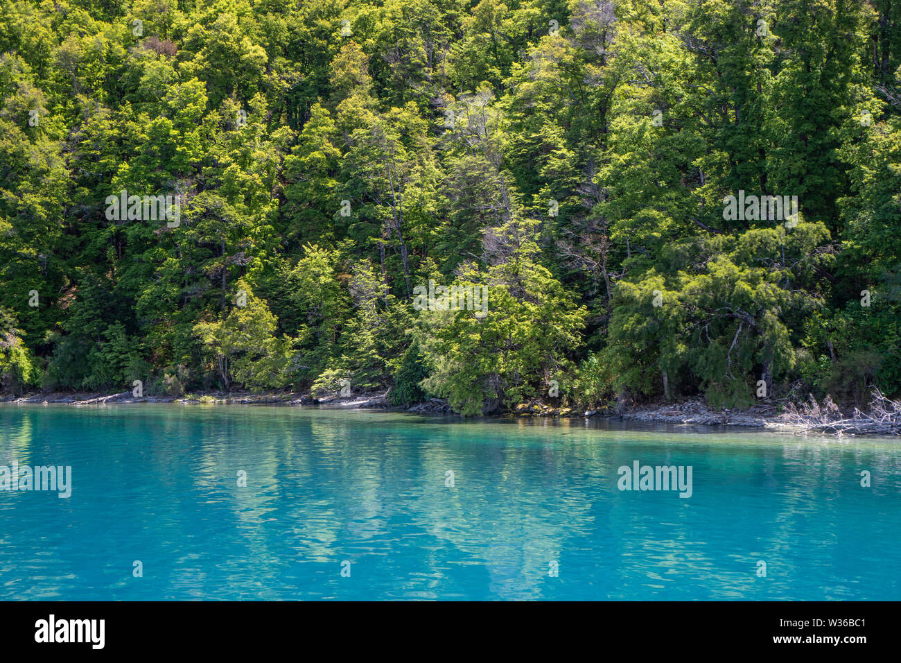 Forest growing to shoreline of Lake Wakatipu near Queenstown, South Island, New Zealand Stock Photo