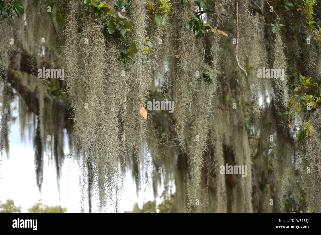 Southern live oak quercus virginiana with spanish moss tillandsia