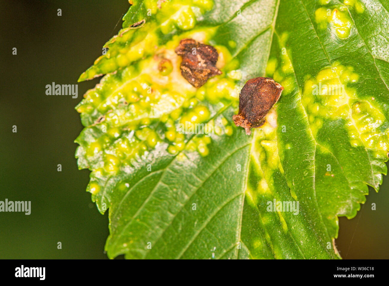 galls on a beech, closeup Stock Photo
