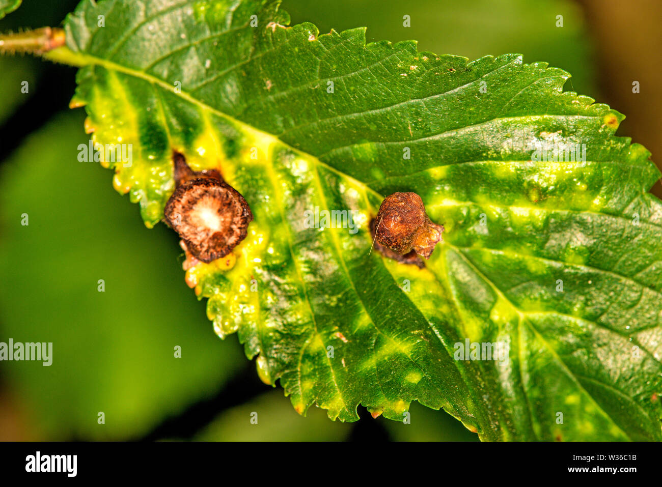 galls on a beech, closeup Stock Photo