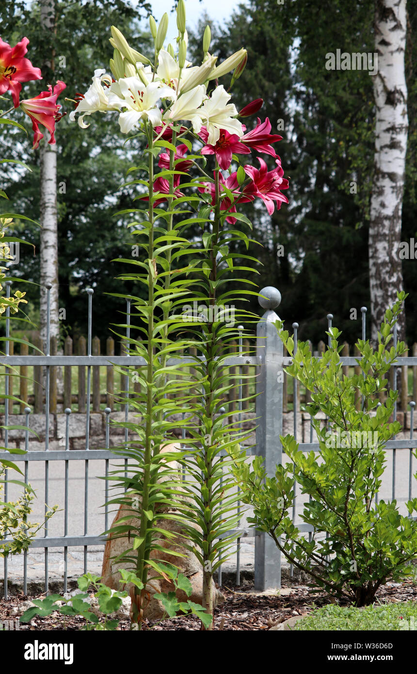 rare tree lily (lignum lilium) in summer garden Stock Photo