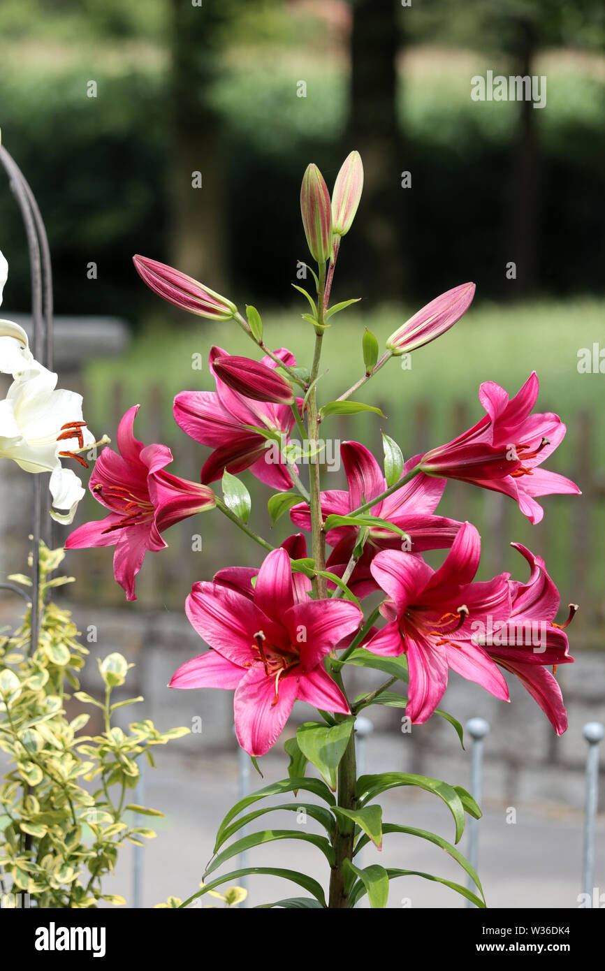 rare tree lily (lignum lilium) in summer garden Stock Photo