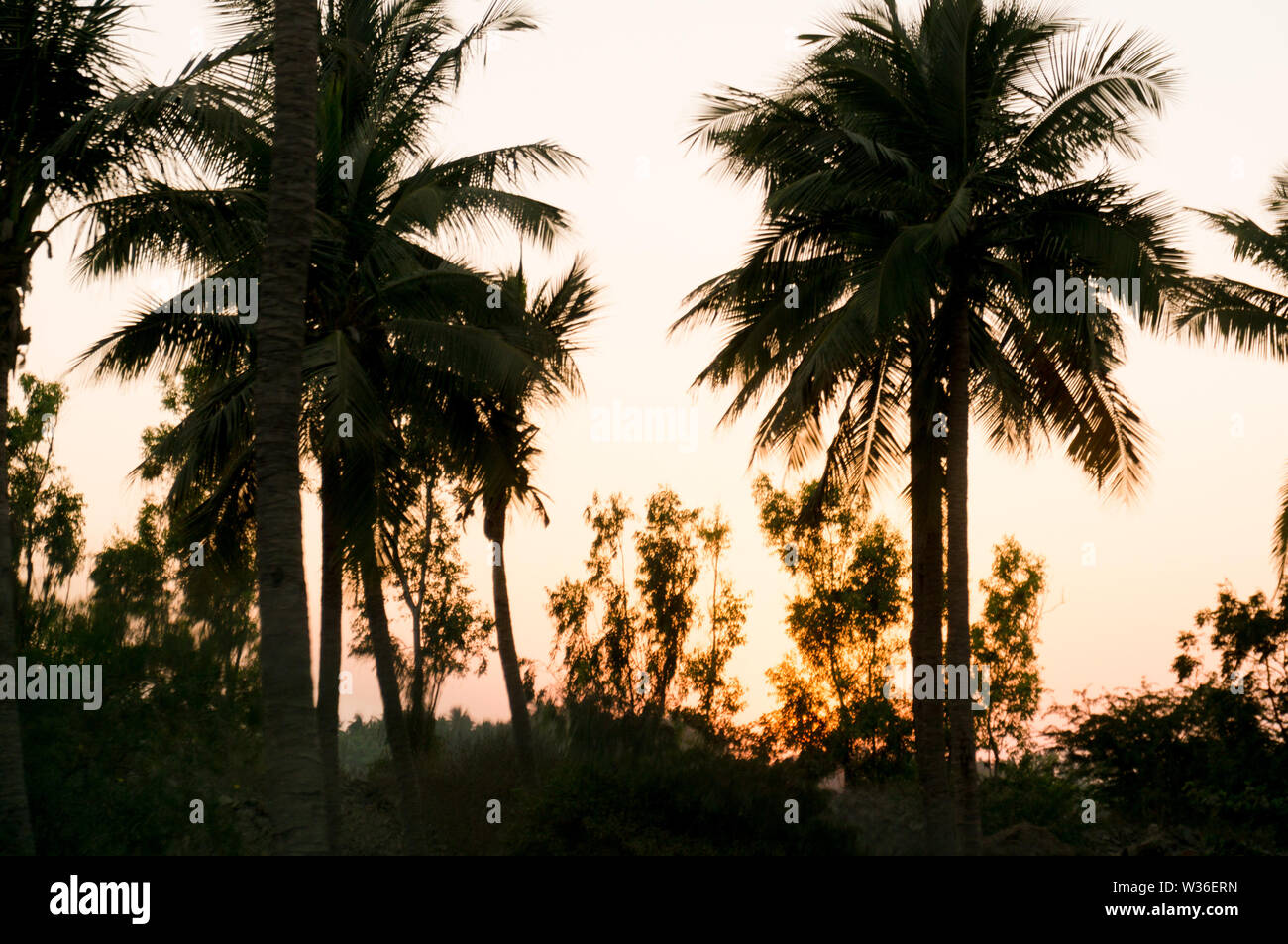 silhouette of palm coconut trees shot against the sunset in gujarat india Stock Photo